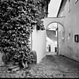 Ivy clad passageway