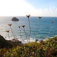 Cornwall_october_10_img_4297