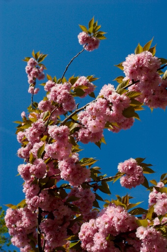 Blossom_001