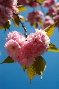 Blossom_002