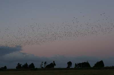 Starlings2458